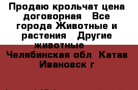 Продаю крольчат цена договорная - Все города Животные и растения » Другие животные   . Челябинская обл.,Катав-Ивановск г.